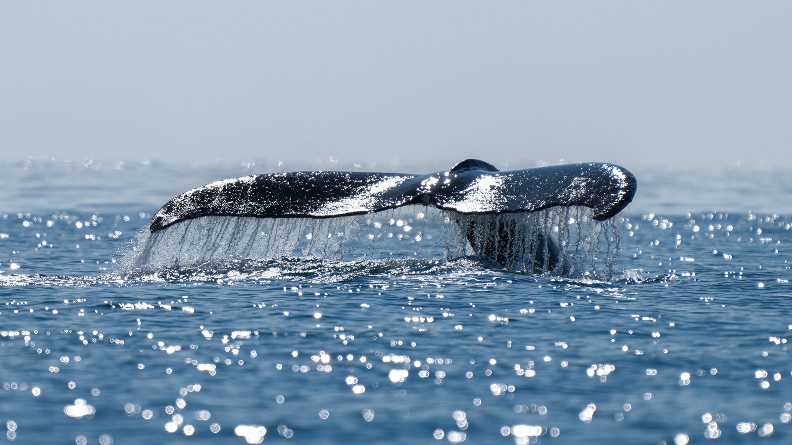 A humpback fluke before the dive